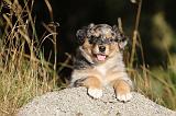 BERGER AUSTRALIEN PUPPIES 189